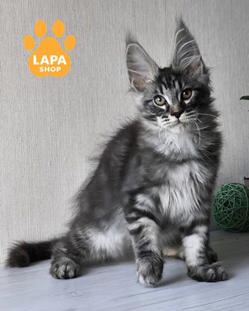 мраморно-серебристый мейн-кун <br><br>