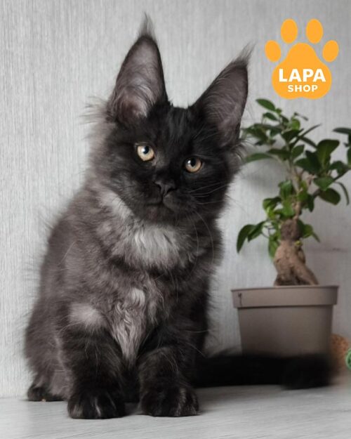 дымная кошка мейн-кун