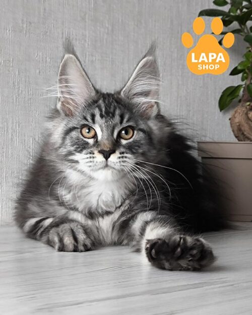 мармурово-срібляста кішка мейн-кун