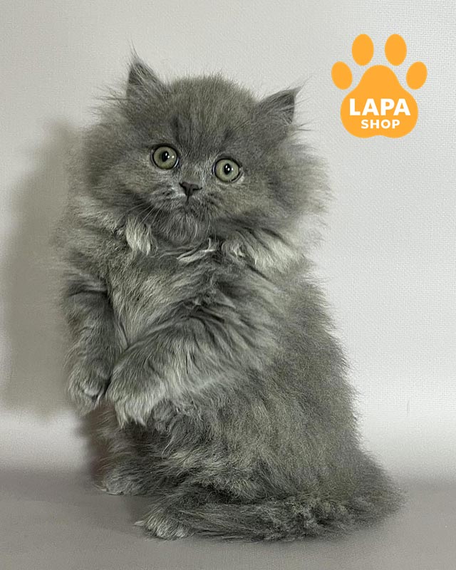 кошка манчкин