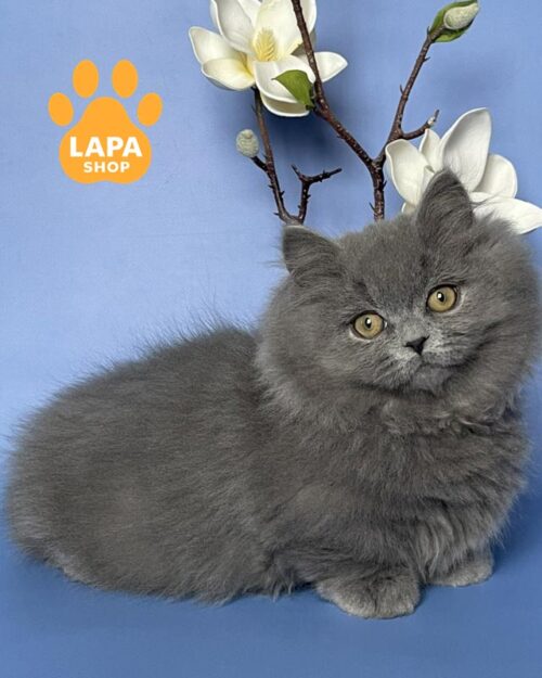 блакитний манчкін