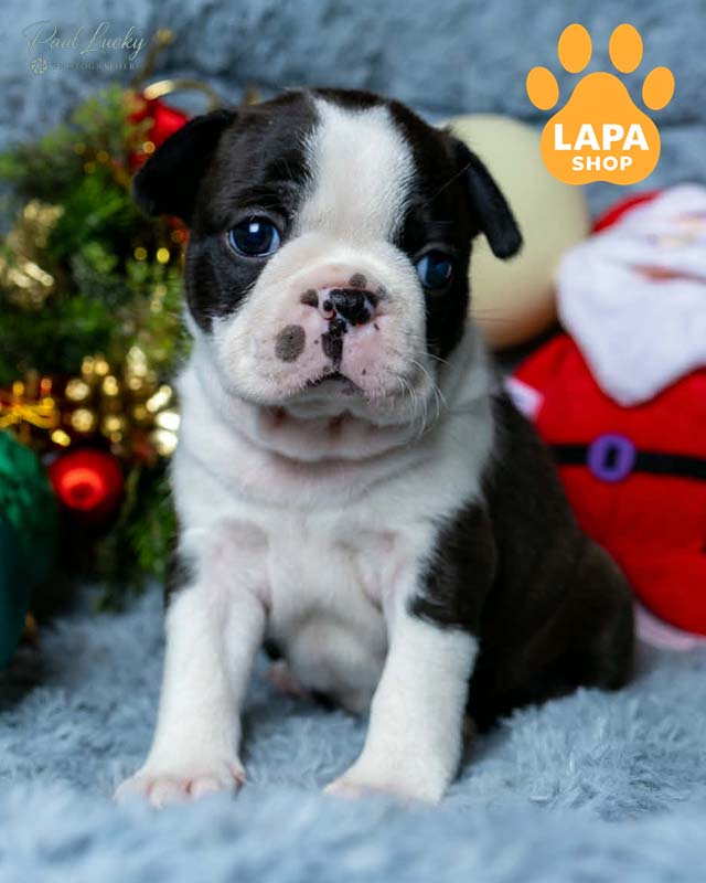 чорно-білий бостон тер'єр