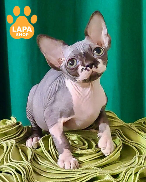 чорний біколорний канадський сфінкс