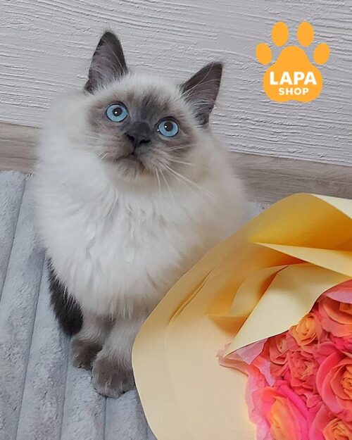 невський маскарадний котик