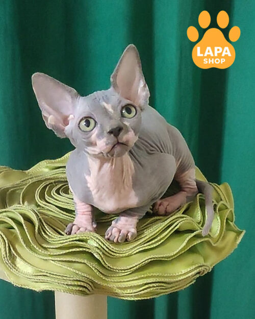 блакитний біколорний канадський сфінкс