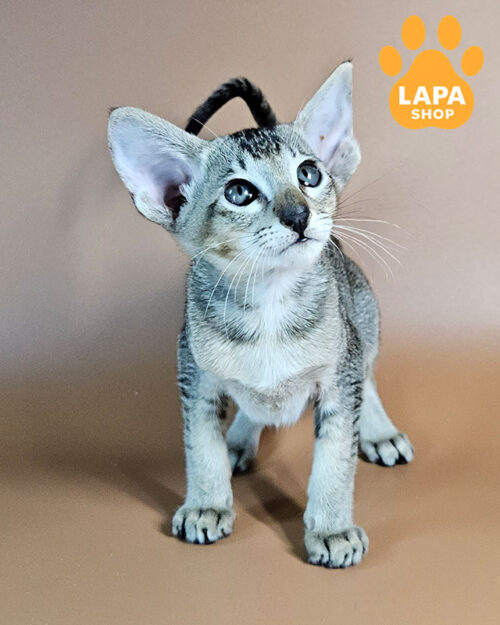 чорний тикований орієнтал