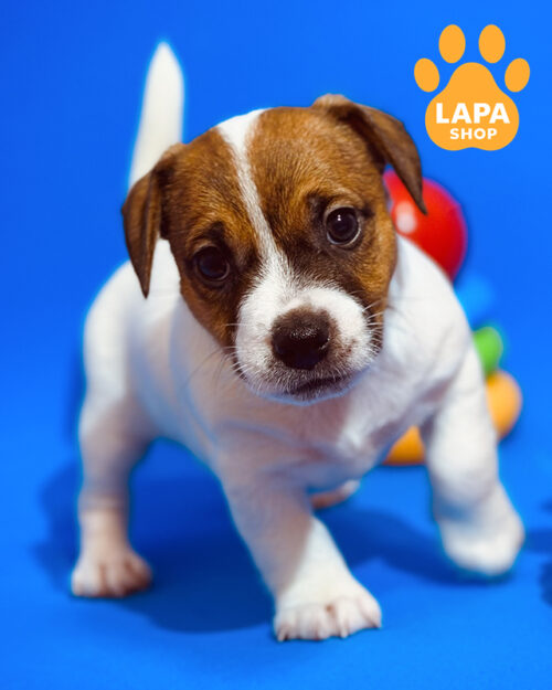 white and red Jack Russell Terrier