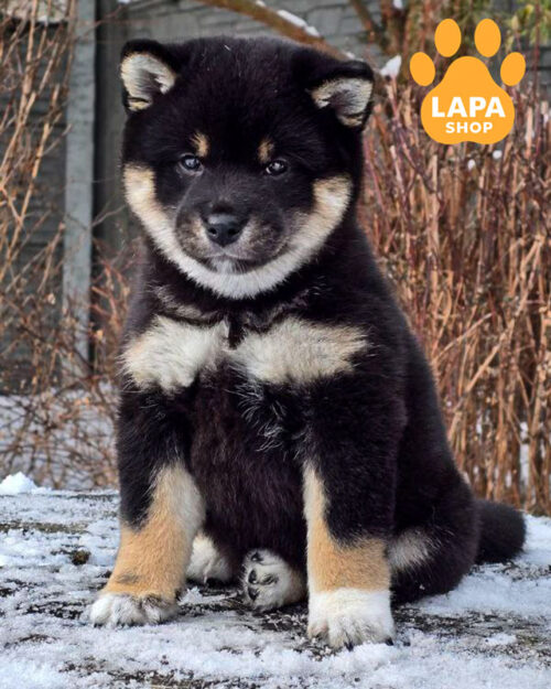 чорний підпалий шиба-іну