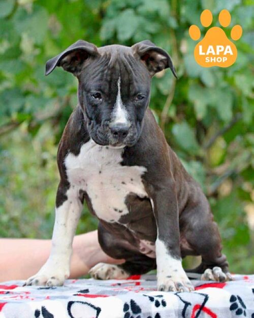 чорно-білий амстаф