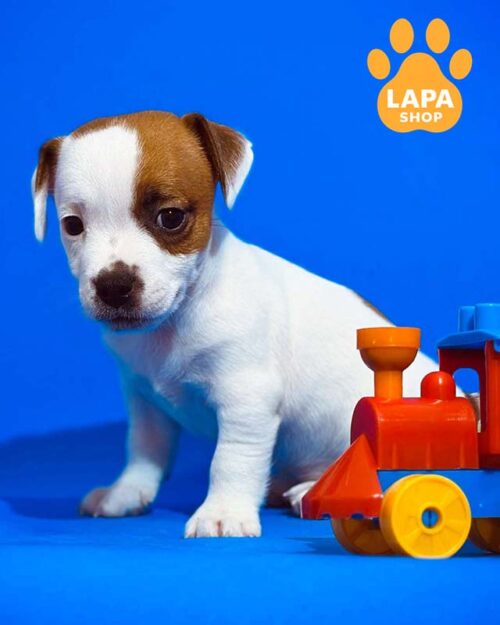 біло-рудий джек-рассел-тер'єр