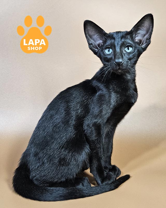 черная ориентальная кошка