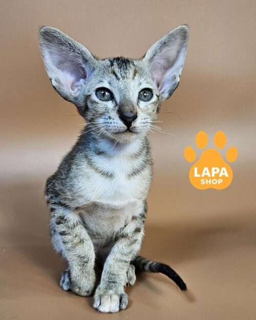 черная ориентальная кошка