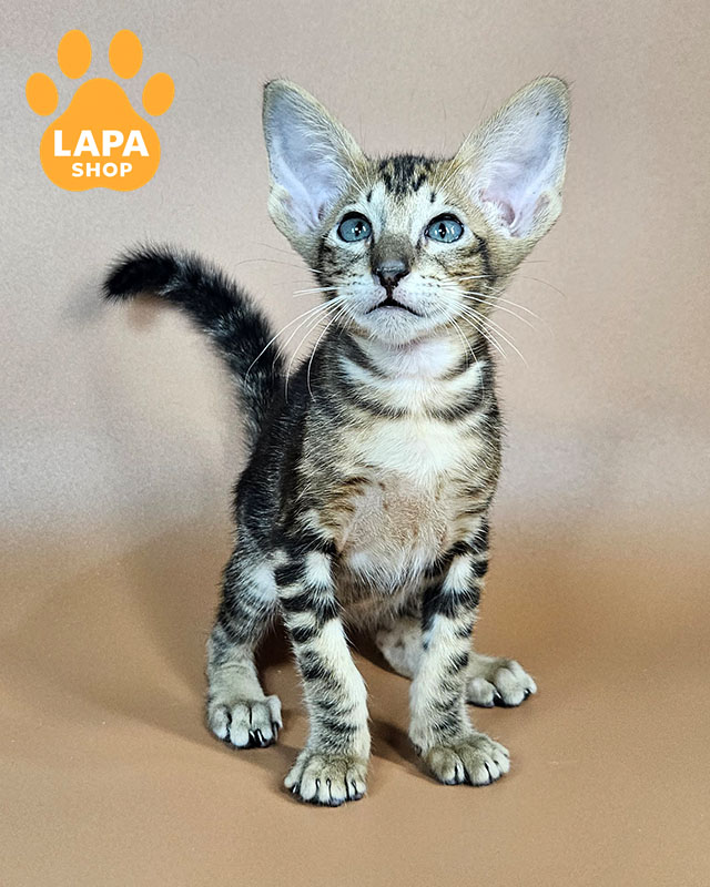 чорний мармуровий орієнтал