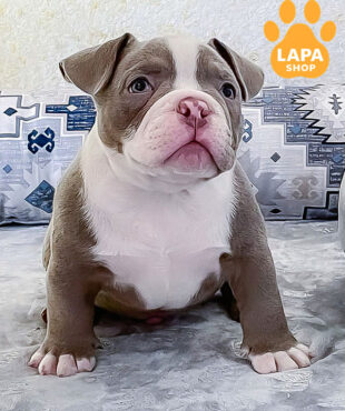 лиловый американский булли