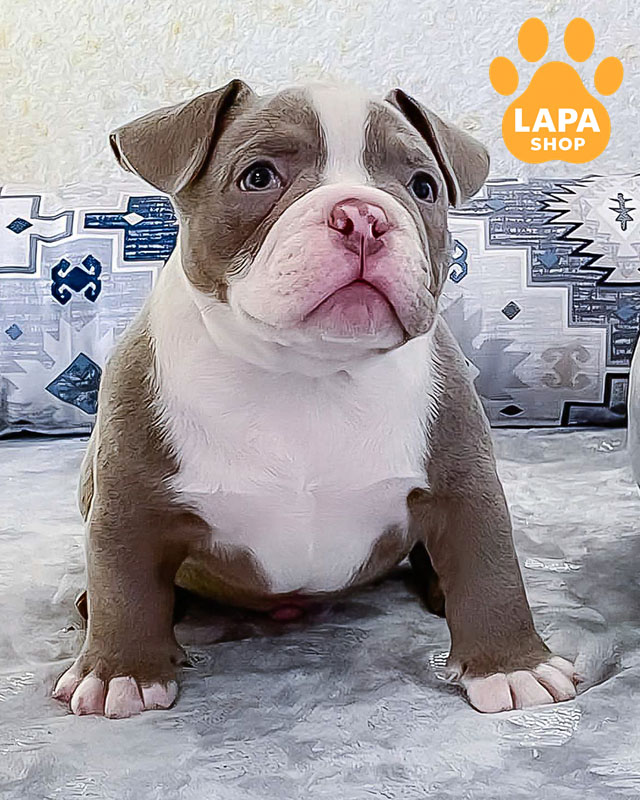 ліловий американський буллі