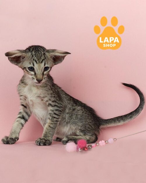 плямистий орієнтал