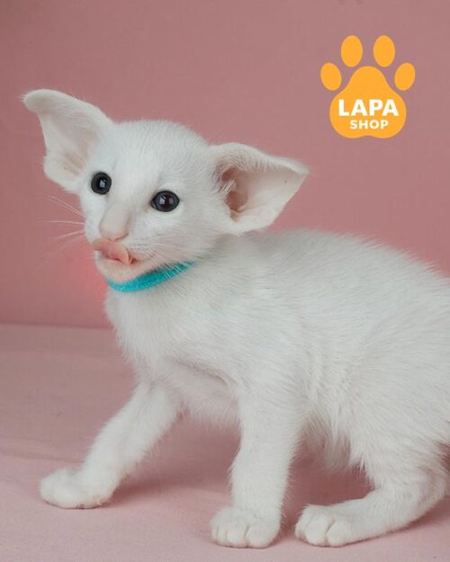 белый ориентал