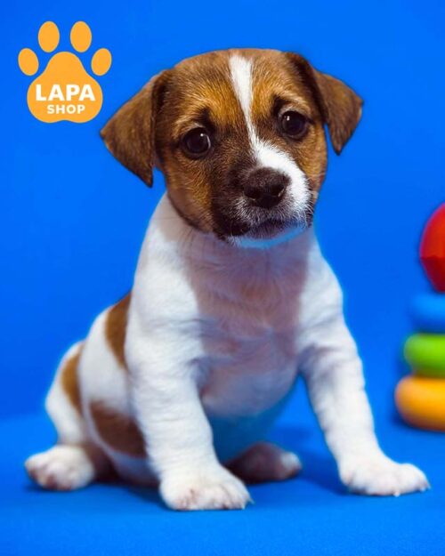 біло-рудий джек-рассел-тер'єр