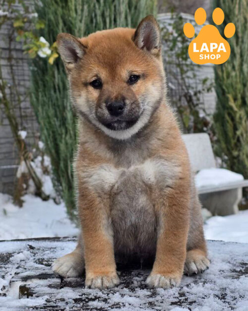 рыжий шиба-ину