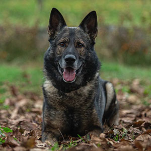 Elegant German Shepherd Standard Handsome Boy parents 1 1