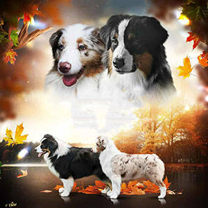 Мила красуня Bella породи австралійська вівчарка в шубці червоного триколорного забарвлення parents 17