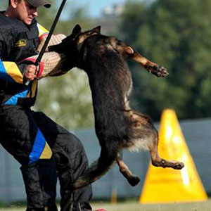 Elegant German Shepherd Standard Handsome Boy parents 2 1