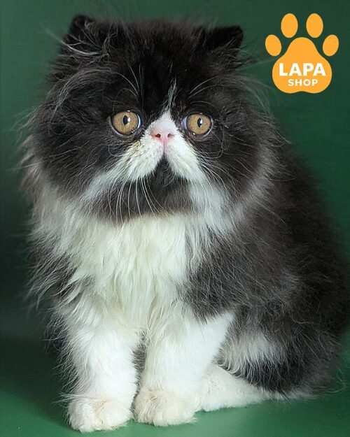 black and white Persian kitten