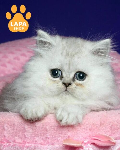 silver Persian kitty