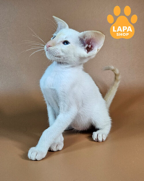 рыжий сиамский ориентал