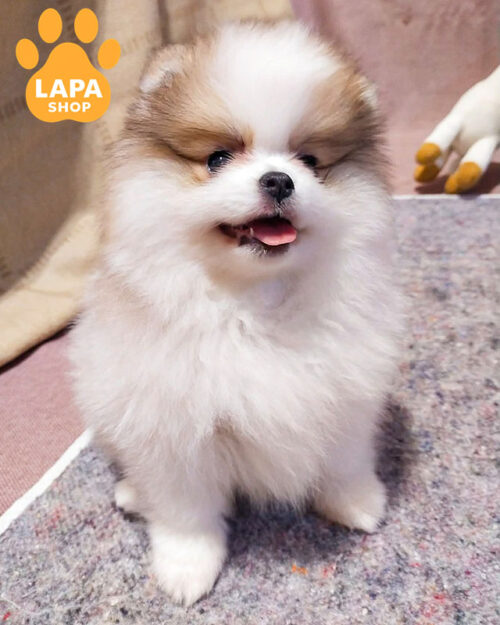 померанский шпиц