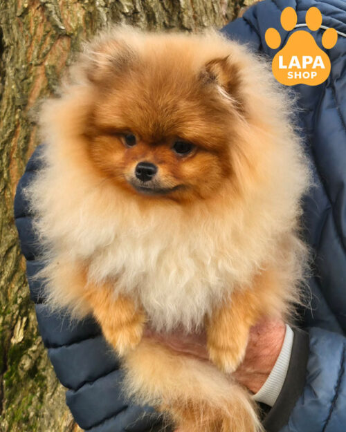 померанський шпіц забарвлення оранж