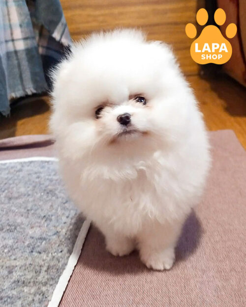 белый померанский шпиц