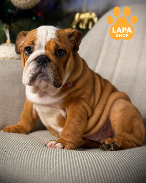 рудо-білий англійський бульдог