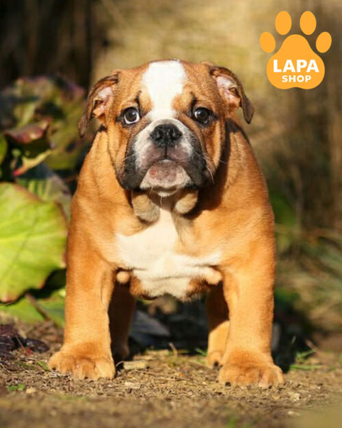 red and white English bulldog