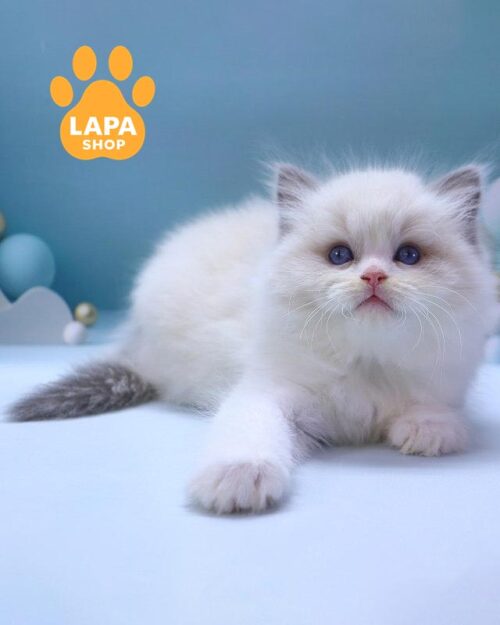 котенок рэгдолл<br>