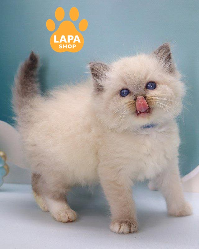 котенок рэгдолл<br>