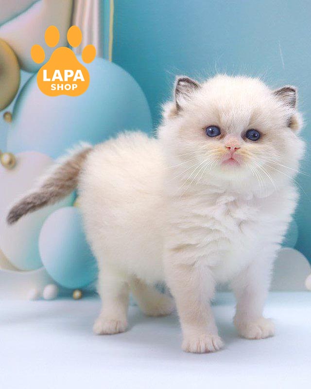 кошечка рэгдолл <br> <br> <br>