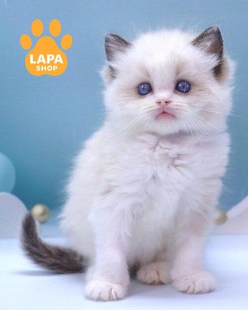 кошка рэгдолл