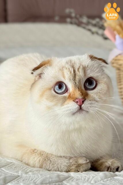 шоколадний золотий скотіш-фолд