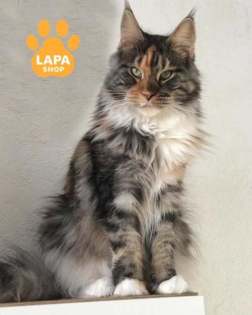 Elegant Maine Coon Tortoiseshell Marble Beauty Rhaenyra