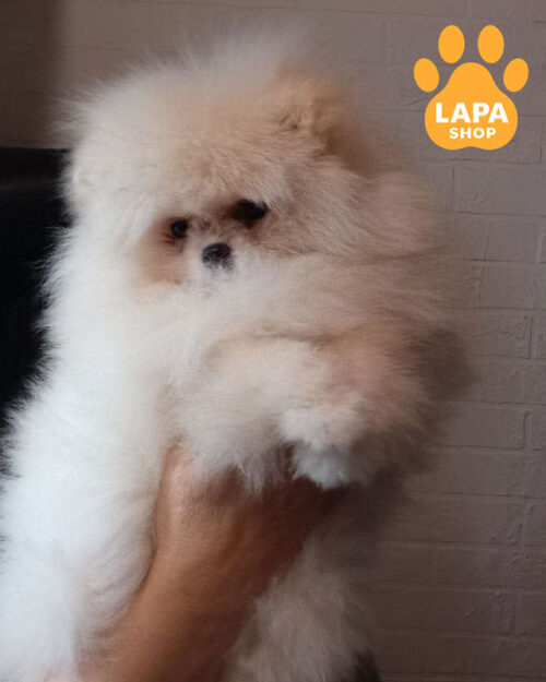 cream Pomeranian