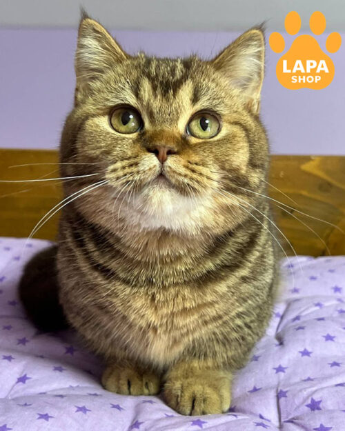 шоколадный манчкин