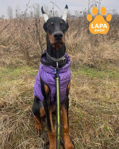 black and tan Doberman