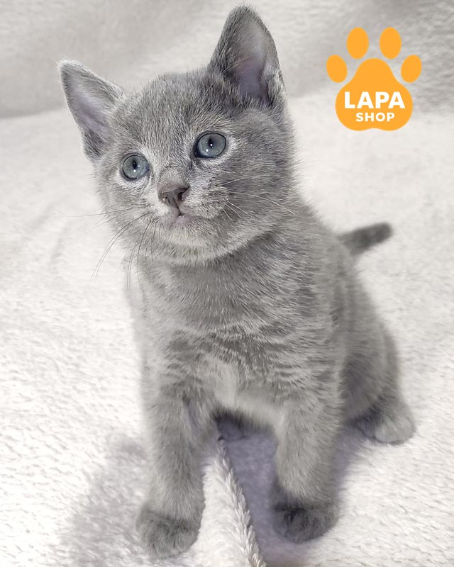 російське блакитне кошеня