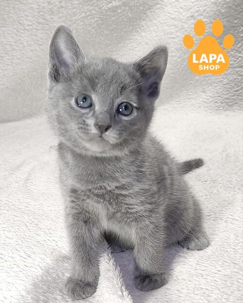 русский голубой котенок