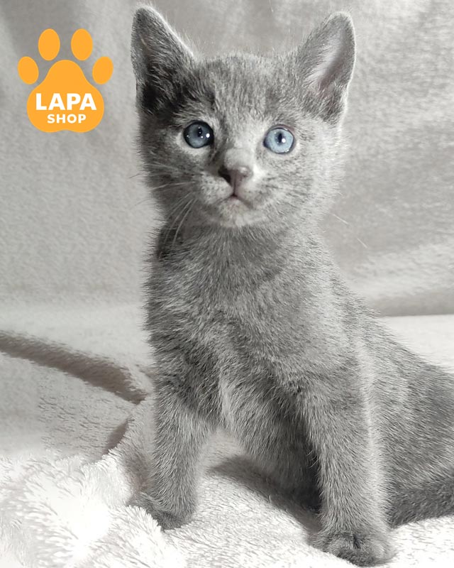 русский голубой котенок