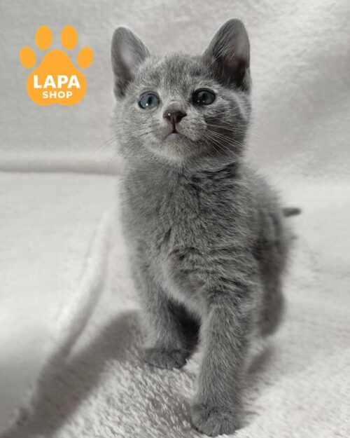 русский голубой котенок