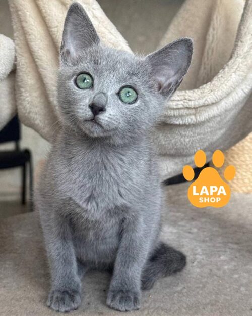 Russian Blue Kitty