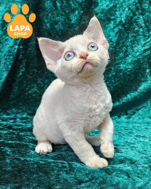 блакитний черепаховий девон-рекс