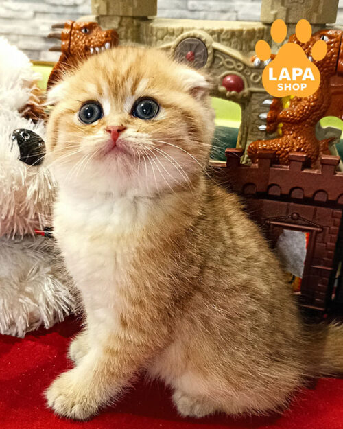 Очень игривый шотландский котик Caesar